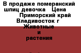 В продаже померанский шпиц девочка › Цена ­ 55 000 - Приморский край, Владивосток г. Животные и растения » Собаки   